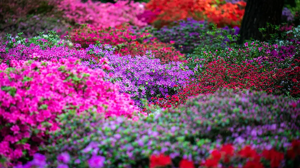 Die-Straeucher-im-Bremer-Rhododendron-Park-bluehen-in-diesem-Jahr-frueher