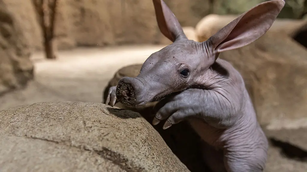 Frida-wurde-am-9-April-geboren-und-entwickelt-sich-nach-Aussage-des-Tierpflegers-Peter-Kalinke-hervorragend