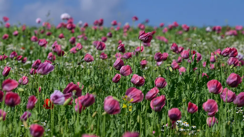Waehrend-der-Bluehsaison-fuehren-ausgeschilderte-Wanderwege-zu-den-Mohnfeldern