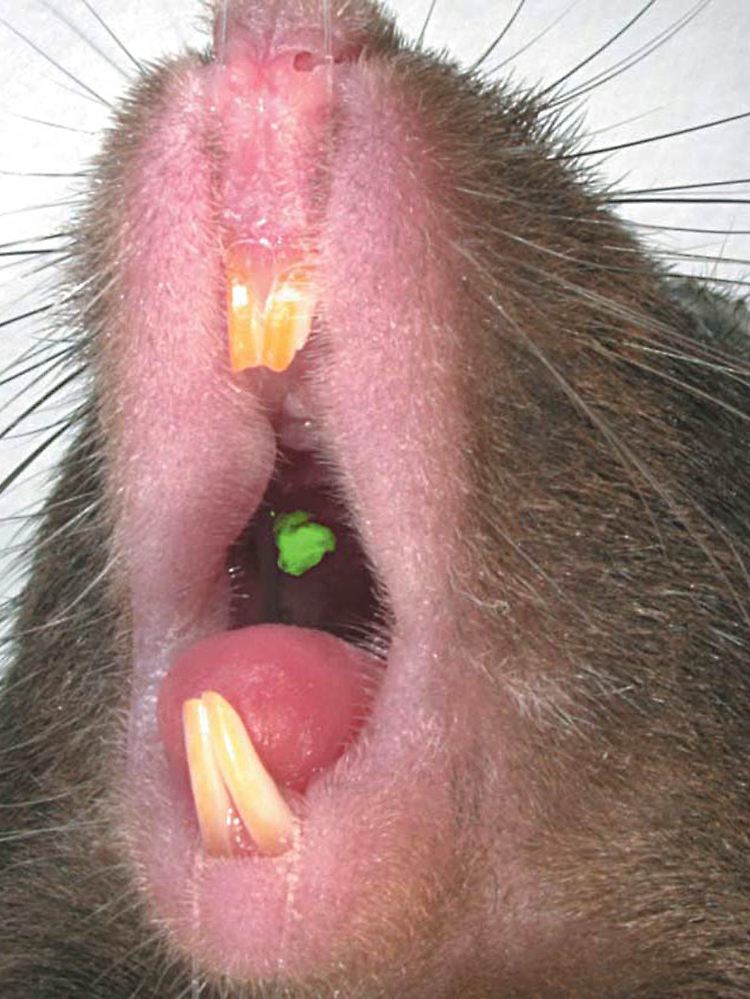 Der neue Zah ist mit grünem Farbstoff markiert .