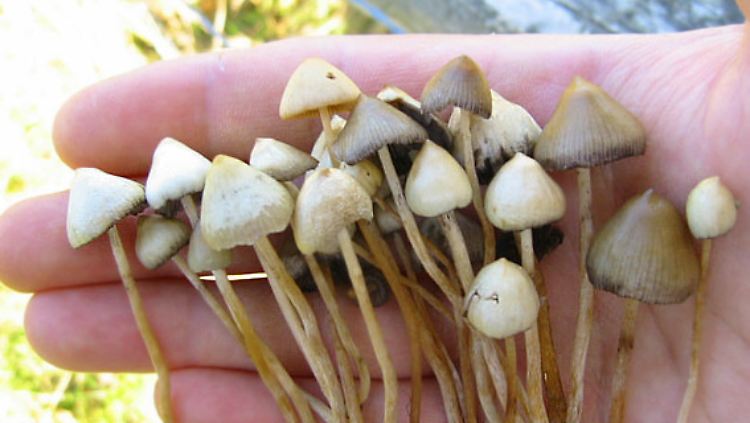 Spitzkegelige Kahlköpfe enthalten Psilocin, die psychoaktive Form des Psilocybins.