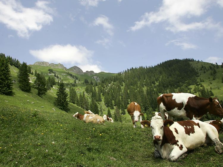 Dass jetzt alle Welt einsehen kann, wo die Millionen aus dem EU-Agrartöpfen hinfließen, stört dieses Fleckvieh in Oberbayern überhaupt nicht.