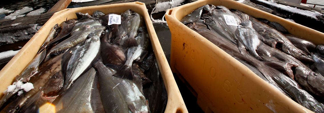 Wie viele Fische weltweit von einer Schwermetallbelastung betroffen sind, können Experten nur spekulieren.