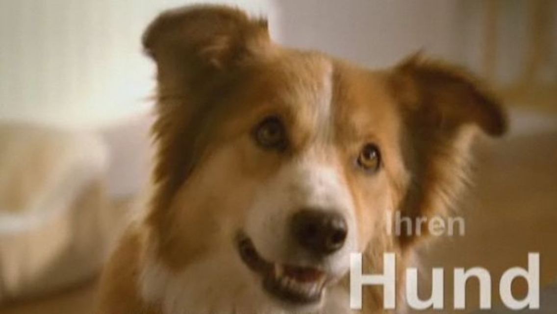 Hund.jpg