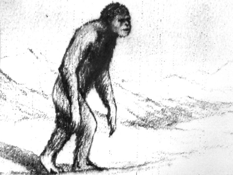 Der sowjetische Wissenschaftler A.G. Pronin zeichnete diese Skizze eines affenähnlichen Wesens, die einen Schneemenschen darstellt. Pronin behauptet, dem Wesen im Jahr 1967 zwei Mal begegnet zu sein.