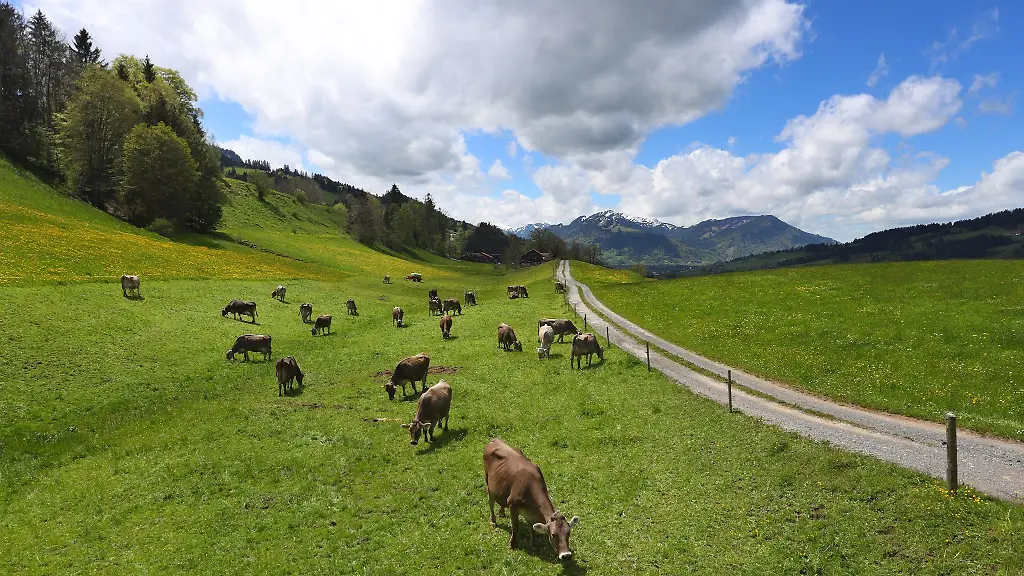In-Bayern-gibt-es-immer-weniger-Rinder