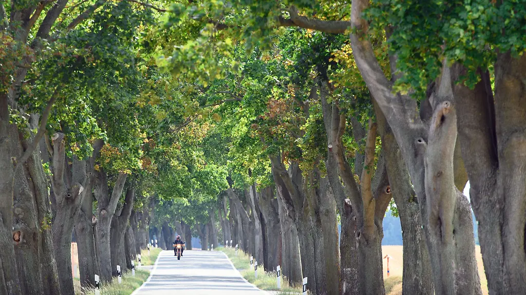 Das-Landwirtschaftsministerium-will-mit-dem-Quiz-auf-die-Bedeutung-der-Alleen-und-die-Wichtigkeit-des-Naturschutzes-aufmerksam-machen