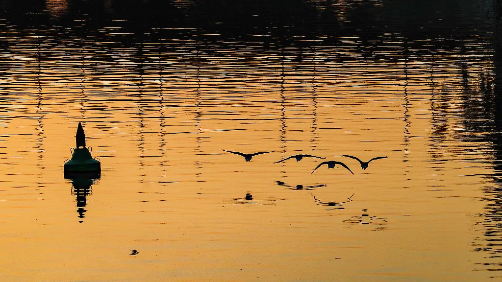 Das-Wasser-im-Main-hat-sich-wegen-der-Hitze-erwaermt