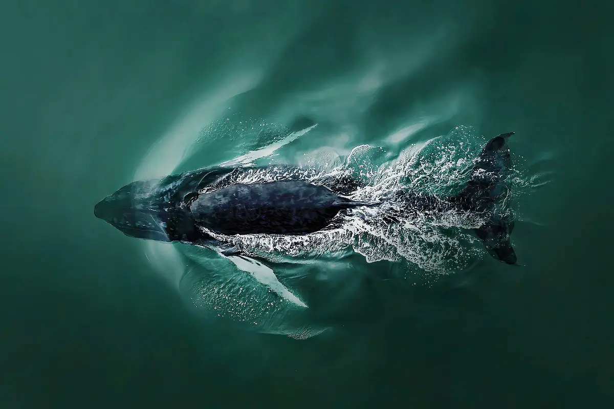 Ein-Buckelwal-taucht-nach-einem-Atemzug-wieder-unter-die-Oberflaeche-des-Atlantischen-Ozeans