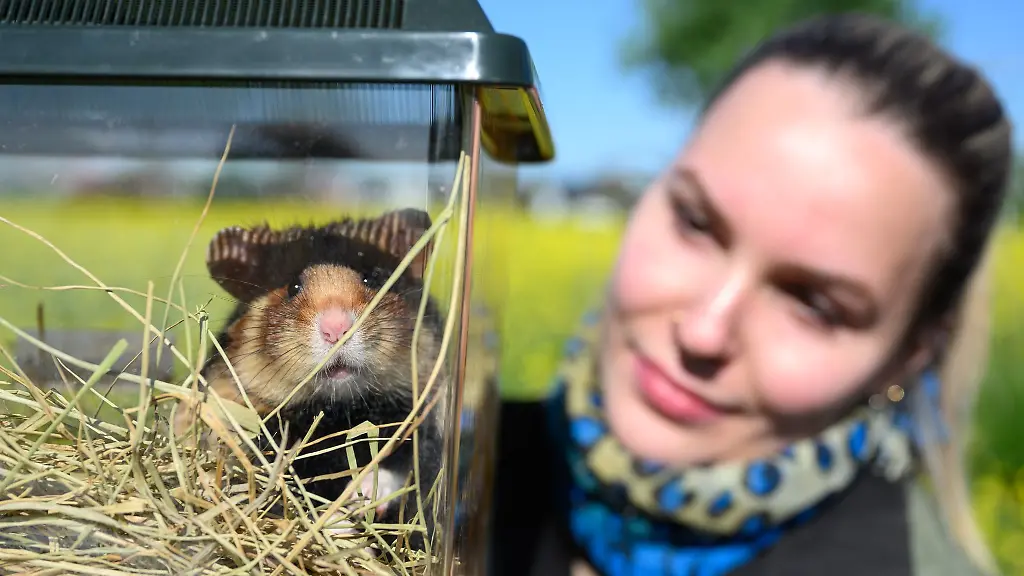 Das-Projekt-mit-ausgewilderten-Feldhamstern-laeuft-erfolgreich