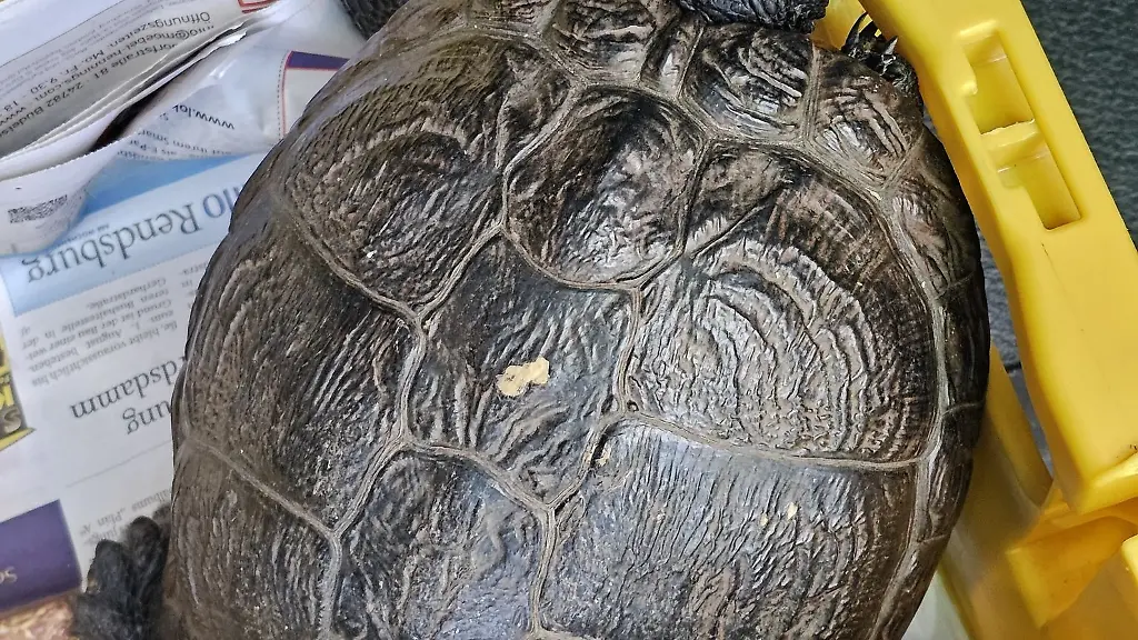 Das-Tier-kam-in-ein-Tierheim