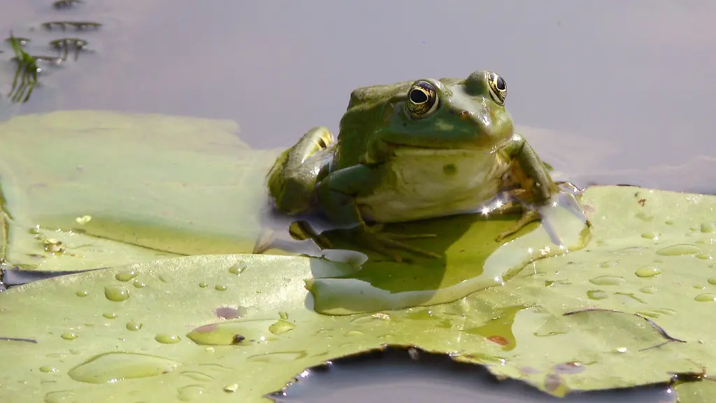 Die-Froesche-haben-einen-ziemlichen-Laerm-veranstaltet