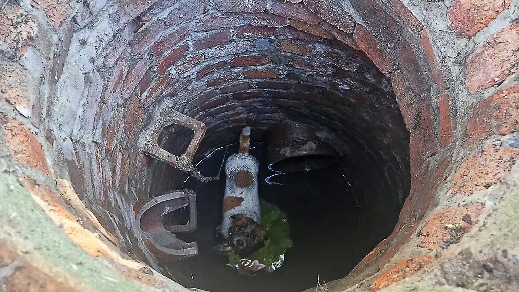 Einsatzkraefte-der-Feuerwehr-haben-einen-Hund-und-einen-Fuchs-aus-dem-Kanalnetz-befreit