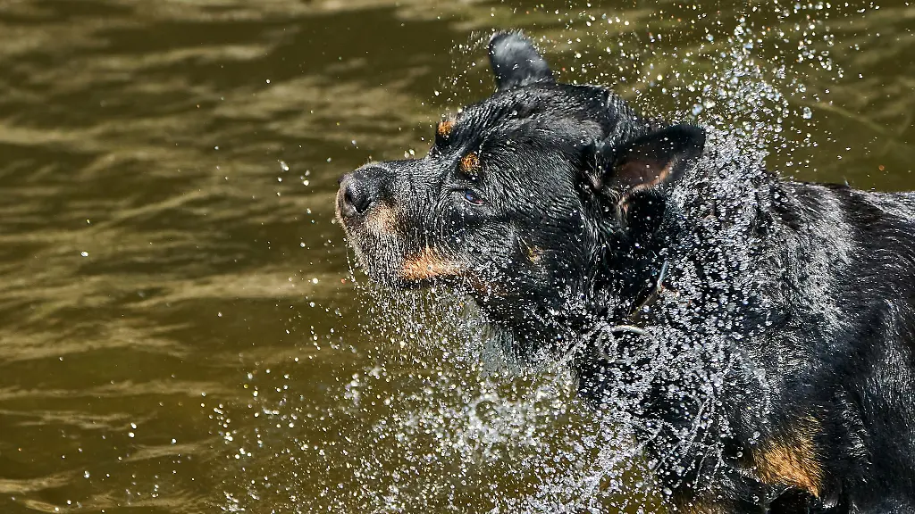 Abkuehlung-ist-noetig-bei-den-derzeit-heissen-Temperaturen