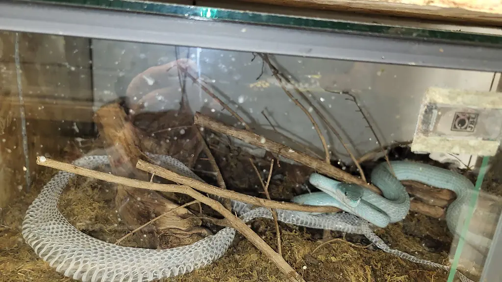 Eine-Insel-Bambusotter-in-einem-Terrarium