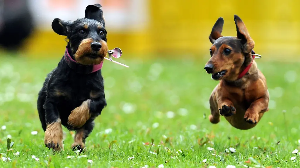 Fuer-die-Rennen-zur-1-Deutschen-Dackelmeisterschaft-in-Magdeburg-am-Wochenende-sind-insgesamt-220-Teilnehmer-gemeldet