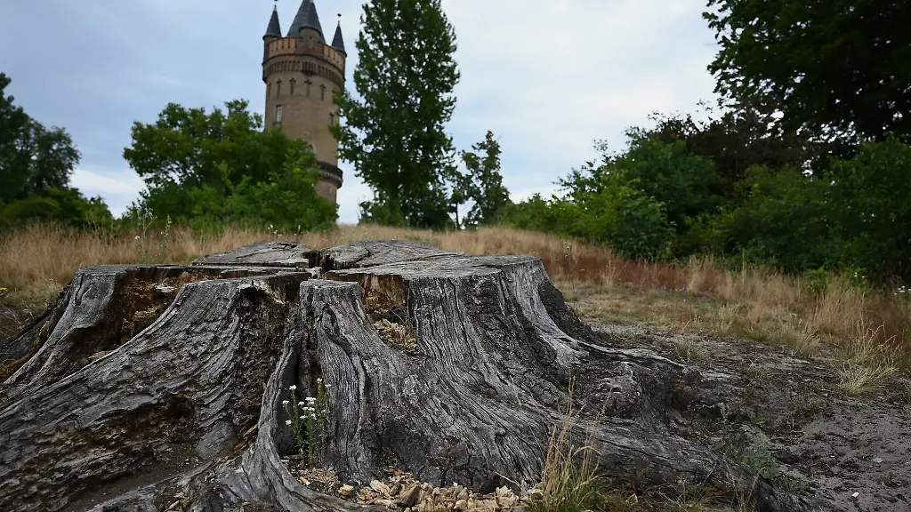 Der-Park-Babelsberg-ist-von-der-Trockenheit-deutlich-gezeichnet