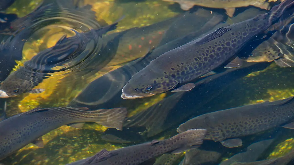 Mit-der-neuen-Sohlgleite-wird-das-letzte-grosse-Wanderhindernis-fuer-Fische-beseitigt-Archivbild