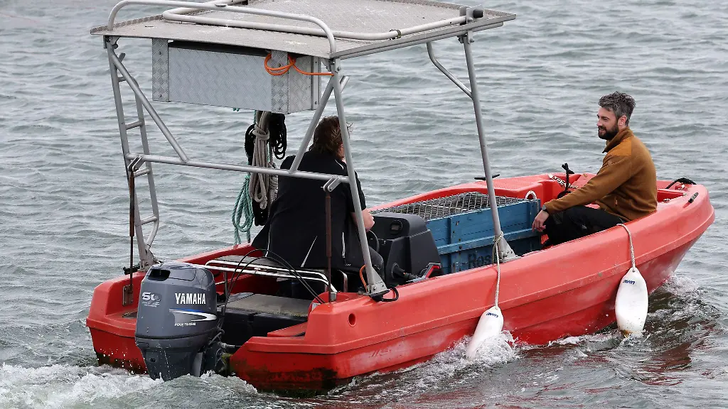 Ein-Seehund-Taxi-brauchte-die-Tiere-an-Land