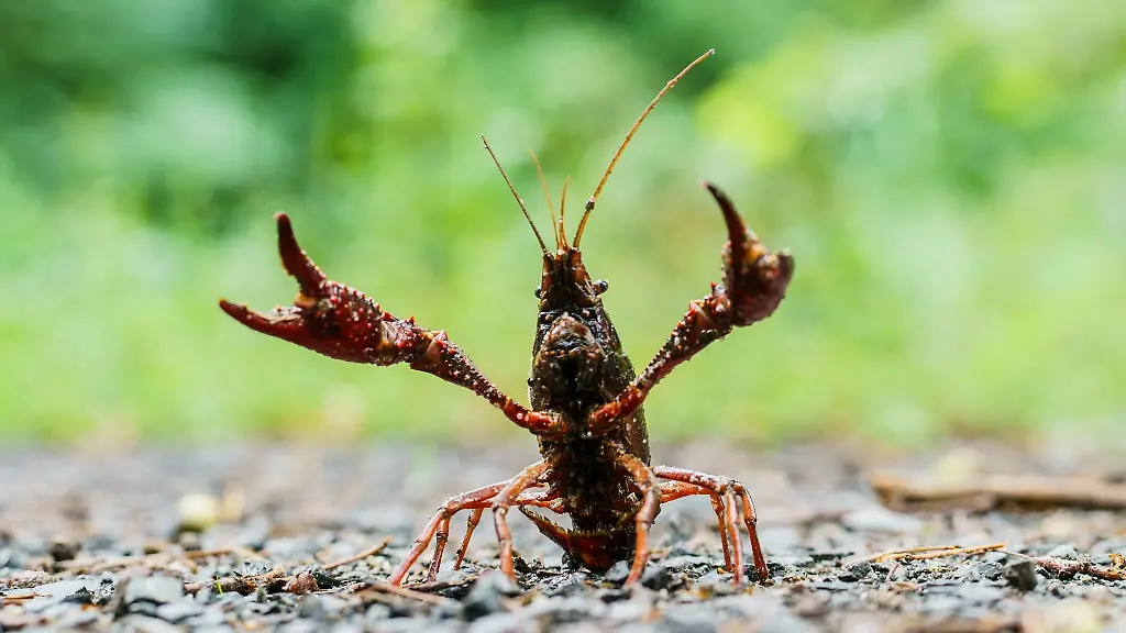 Der-amerikanische-Sumpfkrebs-ist-nun-auch-in-Leipzig-angekommen