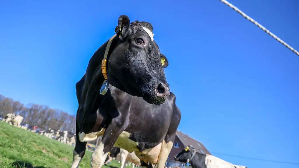 Aus-einem-Betrieb-in-Mecklenburg-Vorpommern-wurde-doch-kein-Bullensperma-gestohlen