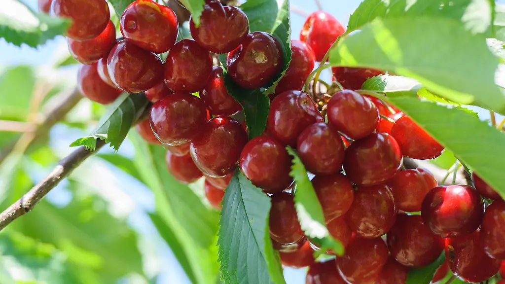 Viele-Kirschbaeume-in-Thueringen-haengen-voller-Fruechte