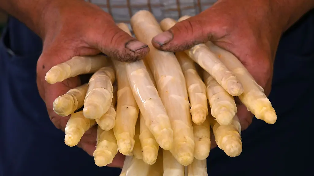 Die-Ernte-des-Thueringer-Spargels-ist-abgeschlossen