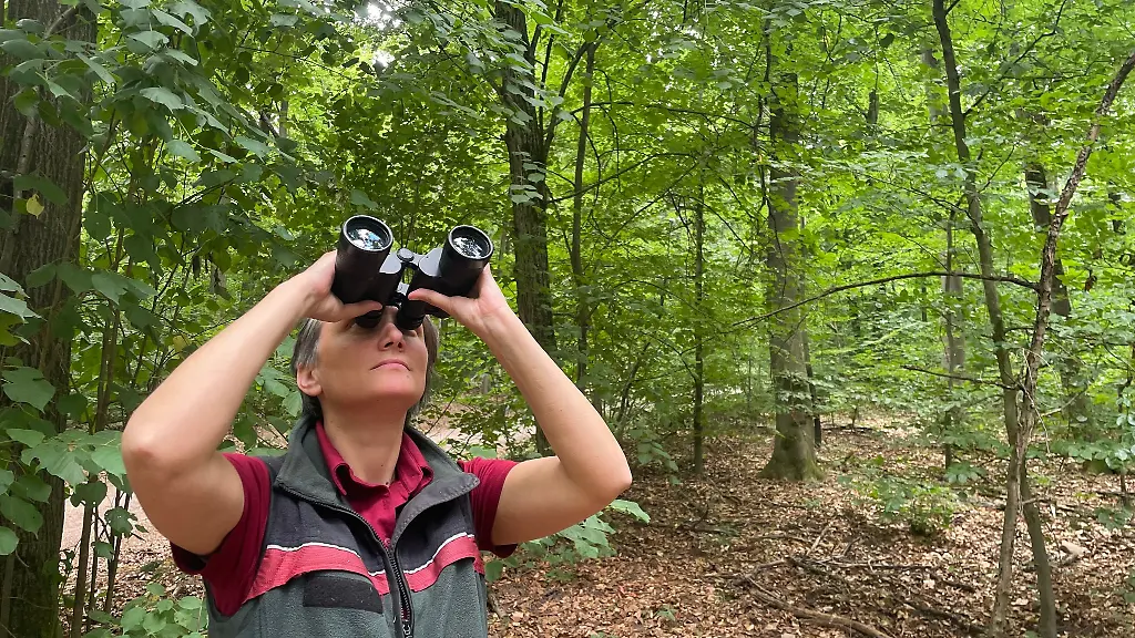 Sind-Aeste-in-der-Krone-abgestorben-Laesst-sich-der-Himmel-sehen-Kinga-Janosi-von-Landesforsten-Rheinland-Pfalz-schaut-sich-Buchen-im-Lennebergwald-an