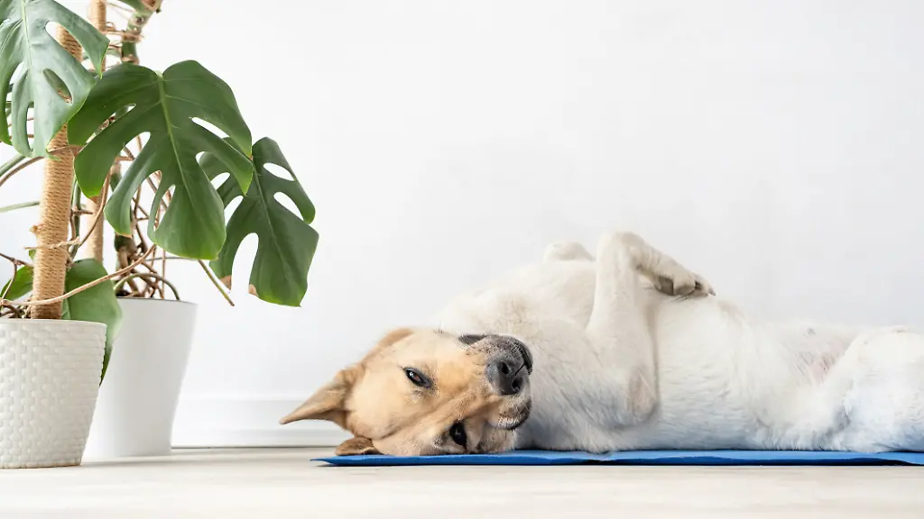 Eine-Abkuehlung-fuer-Fellnasen