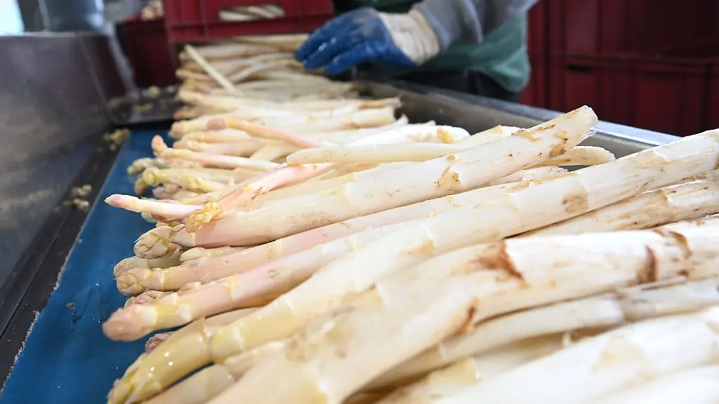 Wer-noch-deutschen-Spargel-geniessen-will-der-muss-sich-ranhalten-Die-Erntesaison-endet-am-Dienstag