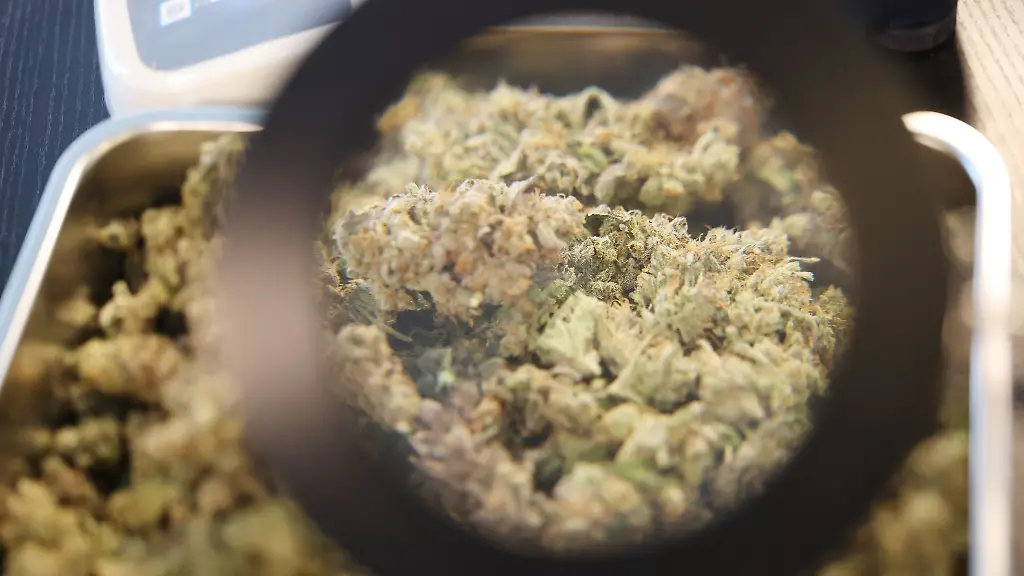 Der-Erfurter-Club-ist-einer-von-insgesamt-fuenf-Vereinen-die-in-Thueringen-bislang-eine-Anbaulizenz-erhalten-haben