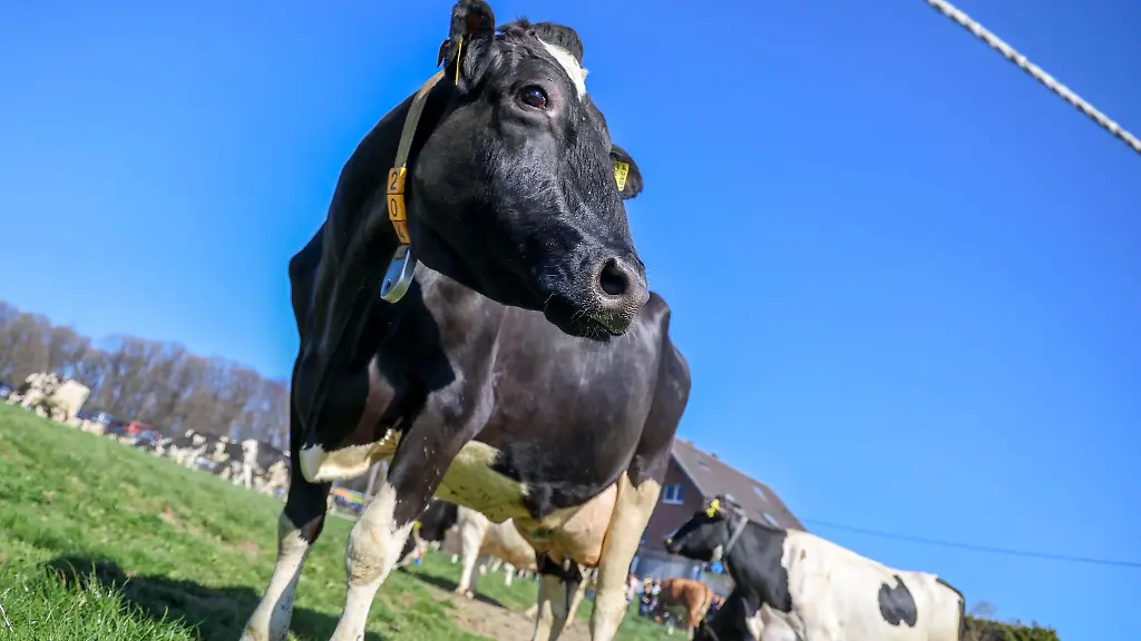 Aus-einem-Betrieb-in-Mecklenburg-Vorpommern-wurde-Bullensperma-gestohlen