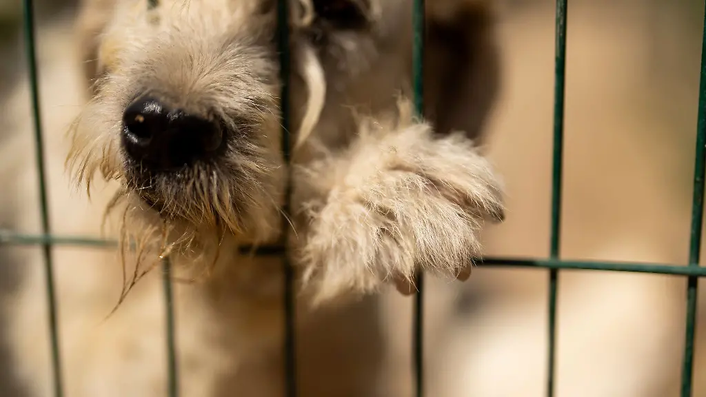 Der-Hund-befindet-sich-nun-in-einem-Tierheim