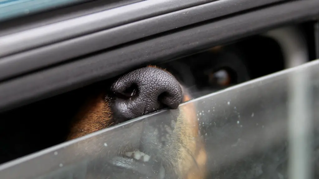Ein-Hund-konnte-gerade-noch-aus-einem-ueberhitzten-Auto-gerettet-werden