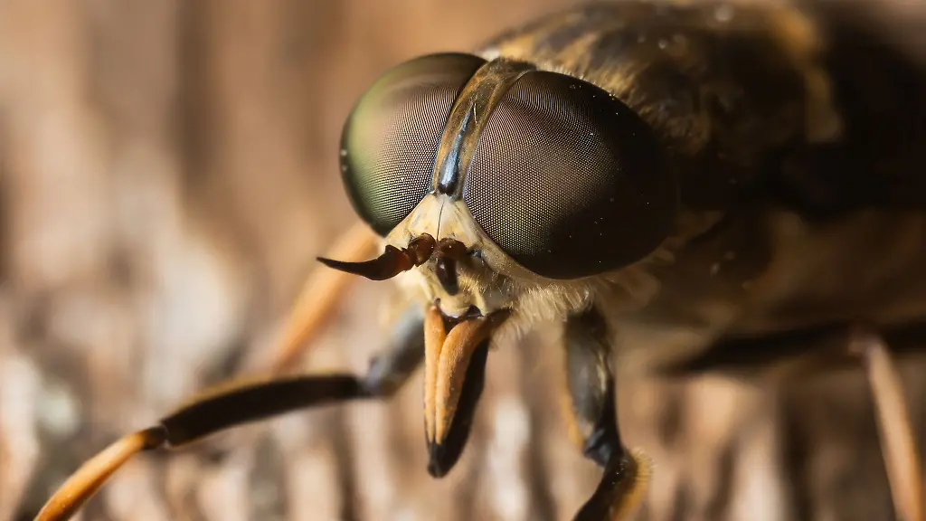 Bremsen-sind-echte-Sonnenanbeter-und-jagen-tagsueber