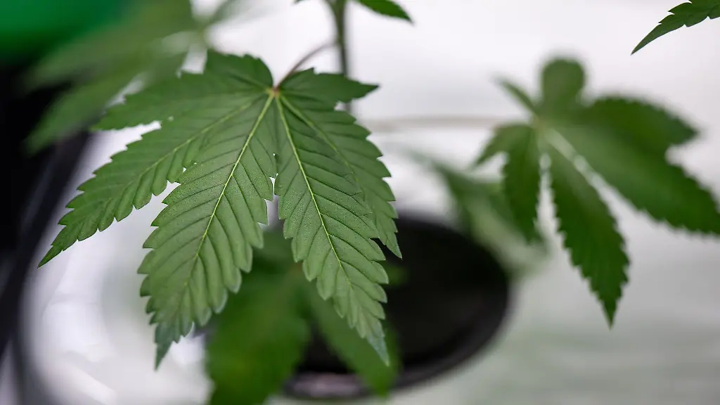 Die-Mary-Jane-findet-vom-19-bis-zum-22-Juni-statt