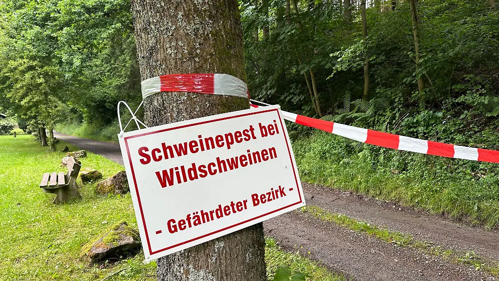 In-NRW-wurden-bisher-fuenf-an-der-Afrikanischen-Schweinepest-verendete-Wildschweine-gefunden-Nun-soll-ein-landesweites-Monitoring-starten
