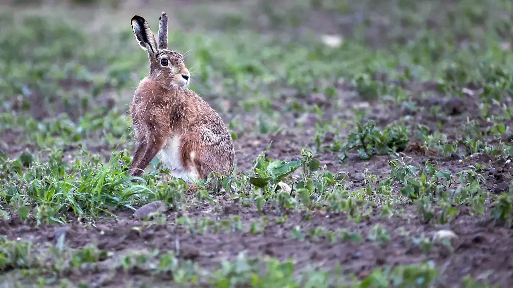 Betroffen-sind-vor-allem-wildlebende-Kleintiere-wie-Hasen-Kaninchen-und-Maeuse