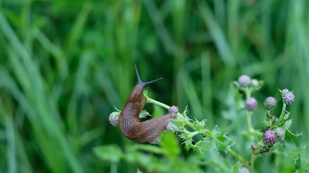 Ob-Gemuese-oder-Blumenbeet-Nacktschnecken-machen-vor-nichts-halt