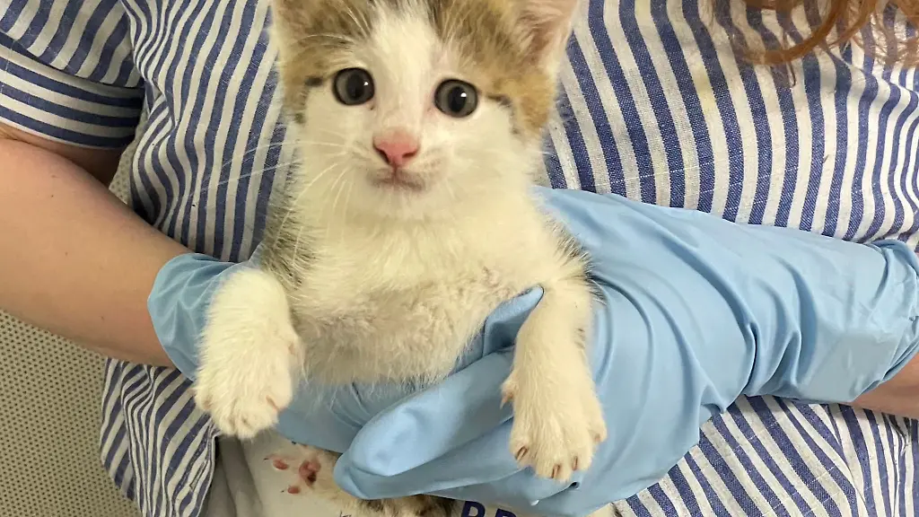 Das-Katzenbaby-sass-in-einem-Pappkarton