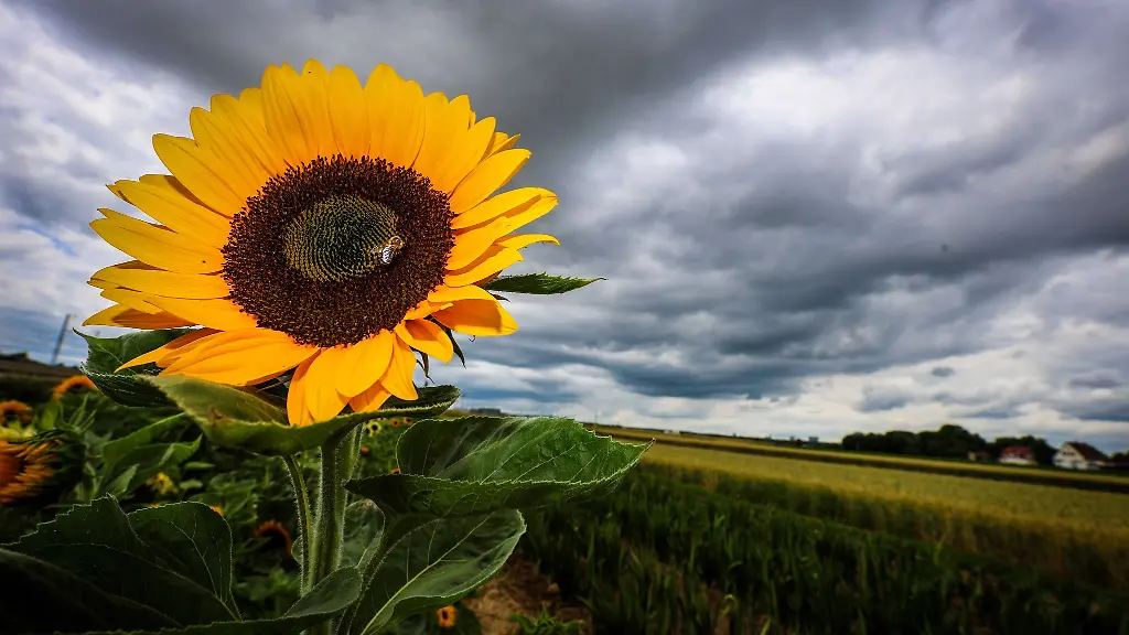 Dichte-Wolken-und-kuehle-Temperaturen-statt-Gluthitze-erwartet-die-Sachsen-Anhalter