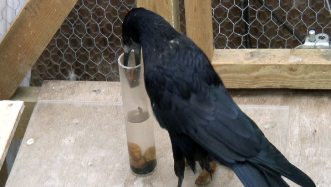 Wer tief ins Glas schaut, bekommt den Wurm - das gilt für Tequila-Trinker und Krähen.