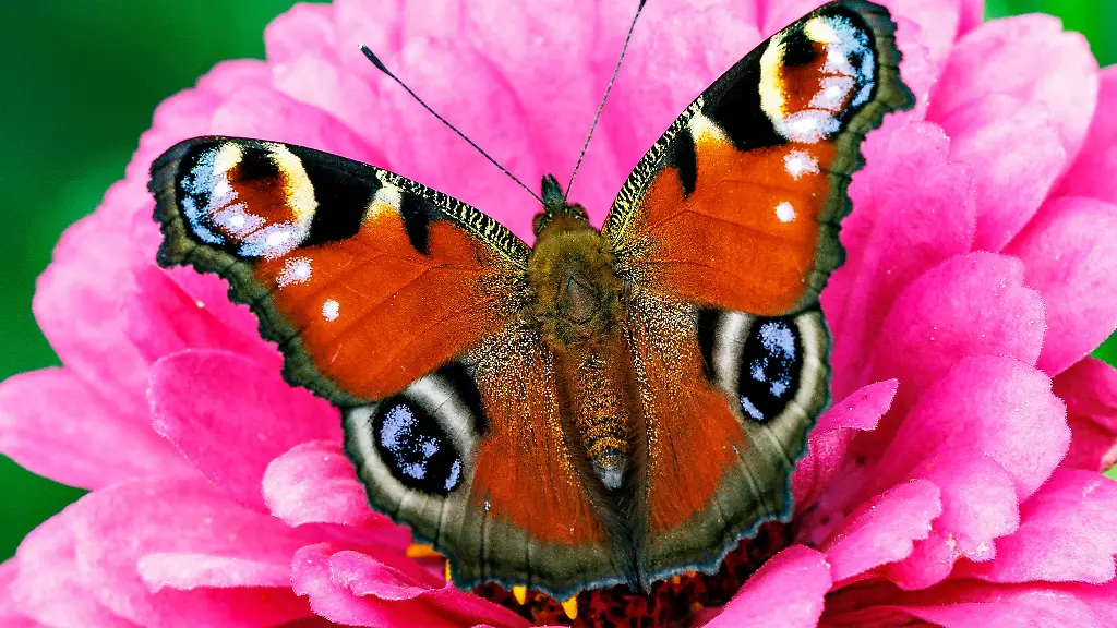 Tagpfauenaugen-sind-leicht-an-ihrer-rotbraunen-Fluegelfarbe-und-den-bunten-Augenflecken-auf-den-Fluegeln-zu-erkennen-Die-Schmetterlinge-kommen-in-Gaerten-Parks-und-sogar-in-der-Grossstadt-vor