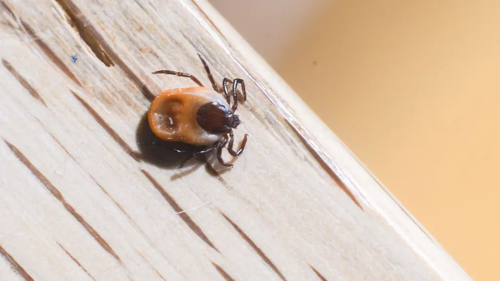 Dieses-Jahr-sind-besonders-viele-Zecken-unterwegs