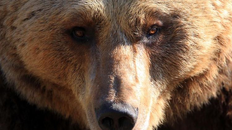 Die Auswertung der Braun- und Eisbär-Baupläne soll neue Erkenntnisse über die Evolution liefern.