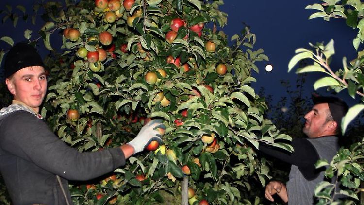 67.000 Kilogramm in einer Nacht: Vollmondernte auf einer Plantage im Alten Land.