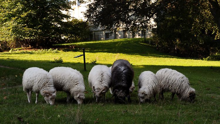 Moorschnucken und Walachenschafe grasen auf einer Grünfläche auf dem Gelände des Schlei-Klinikums in Schleswig.