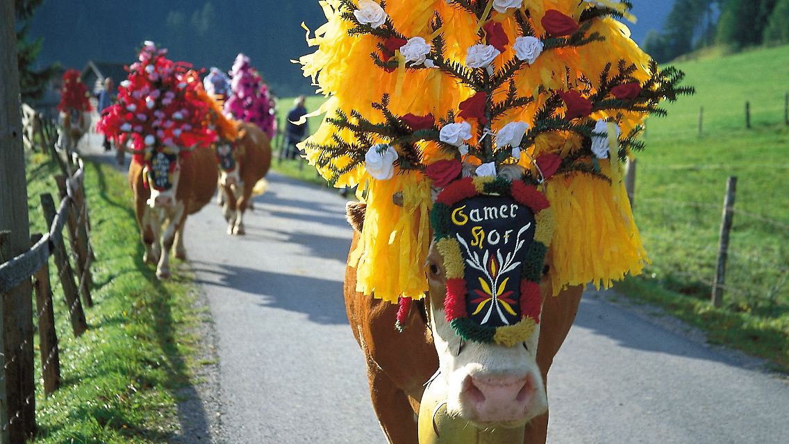 Almabtrieb_Kitzbüheler Alpen_Kühe_Alm.jpg