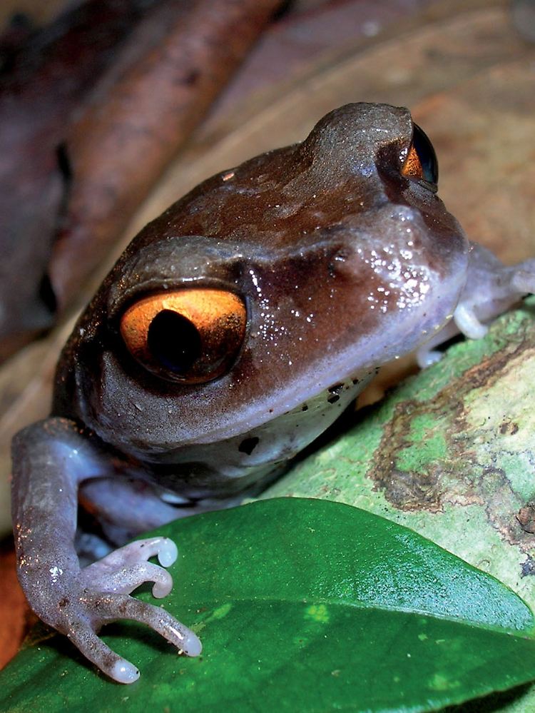 Ein asiatischer Krötenfrosch: Auch dieser Frosch ist einer der mehr als 350 neuen Arten, die im Himalaya entdeckt wurden.