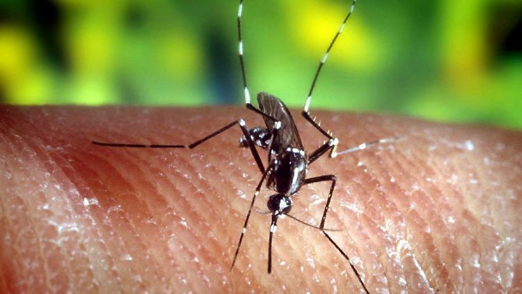 Eine Stechmücke "Anopheles quadrimaculatus", die Malaria übertragen kann, auf der menschlichen Haut.